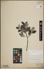Foto von Salix lapponum L.
